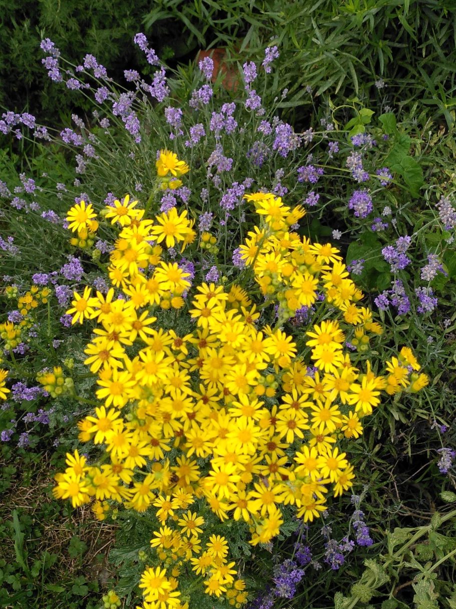 Das Zusammenspiel von Farben ist ein wesentliches Element der Gartenplanung.